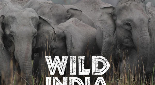 Wild India