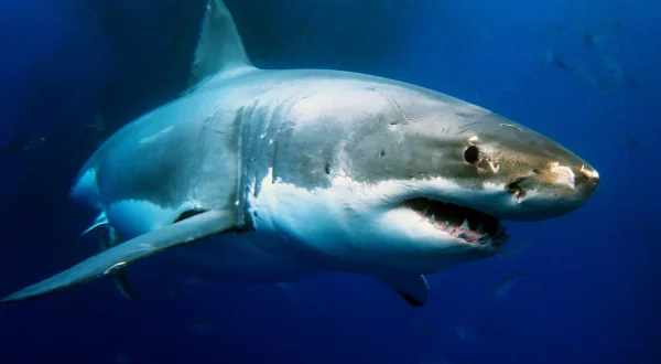 Weißer Hai vs. Megalodon