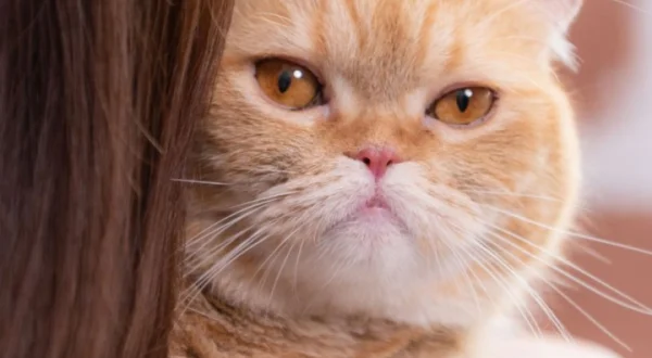 La salud de tu gato