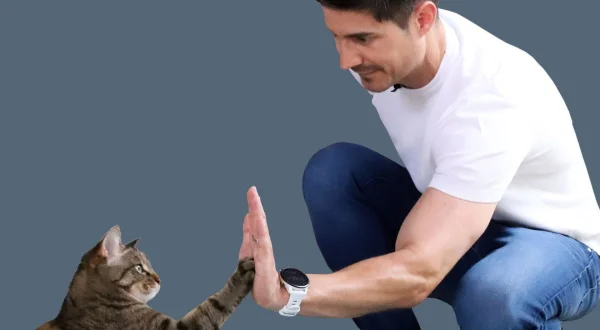Hund und Katze – Haustiere Himmel oder Hölle?