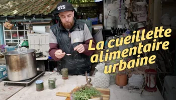 La cueillette alimentaire urbaine