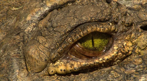Croc Wars: Grumeti Vs Mara