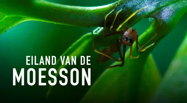 Eiland van de Moesson
