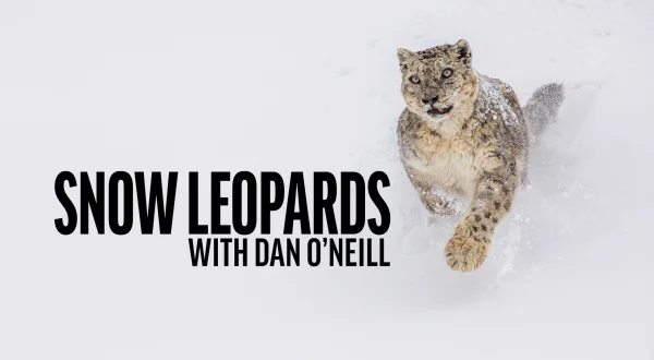 Snøleoparder med Dan O'Neill