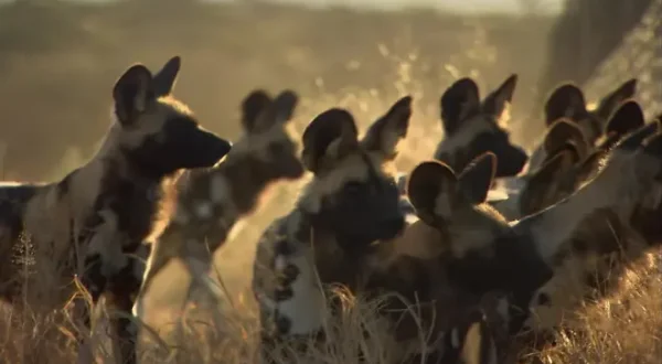 Orphans of the Wild