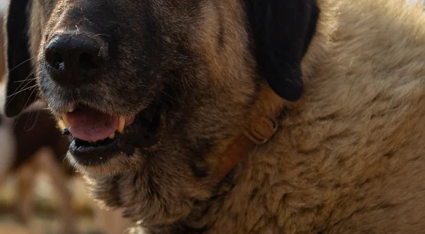 Honden met een bijzondere baan