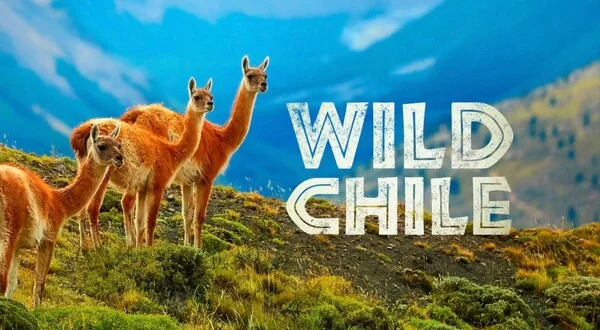 Wild Chile