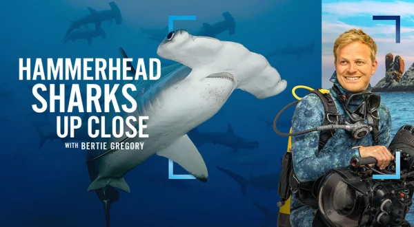Hammerhead Sharks Up Close With Bertie Gregory