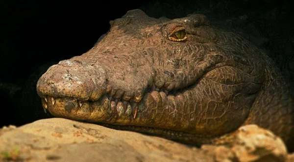 Cocodrilos de Katuma