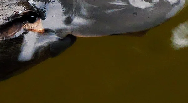 Superbeest