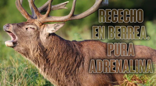 Rececho en berrea. Pura adrenalina