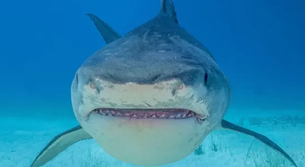 Les requins-tigres géants