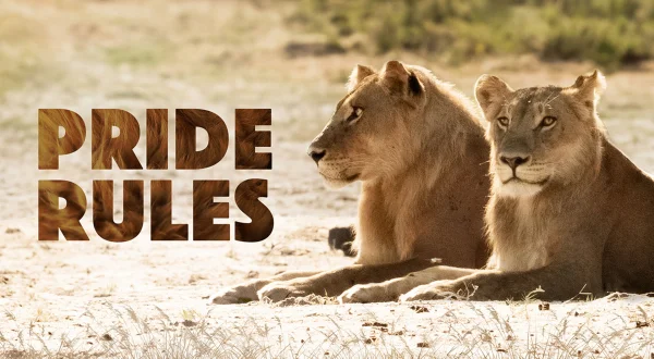 Pride Rules