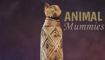 Animal Mummies