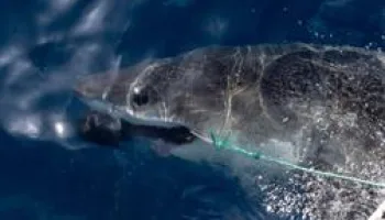 Sur la piste des requins : une exploration océanique