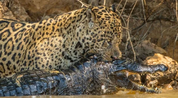 Jaguar vs. Krokodil