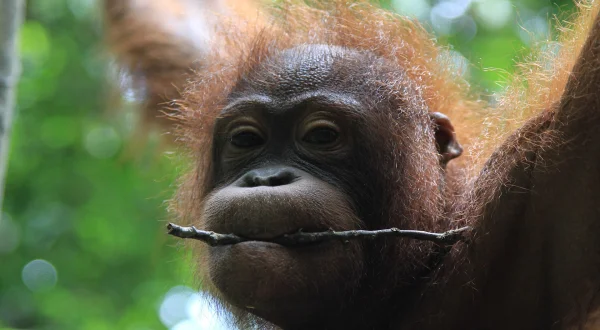 Το Μυστικό Βασίλειο του Βόρνεο | Borneo's Secret Kingdom:Weird And Wild
