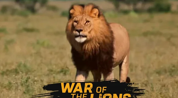 War of the Lions