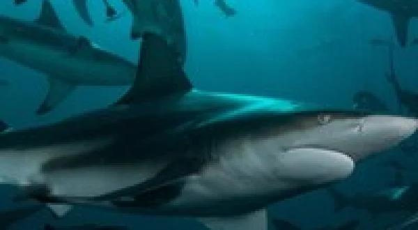 Planet Shark