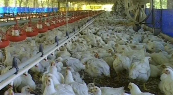Alimentos y regiones