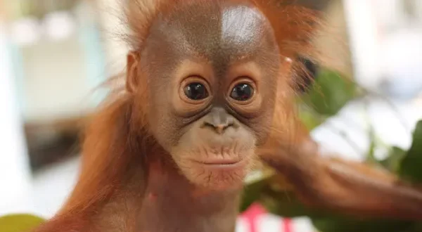 Orangutan Jungle School