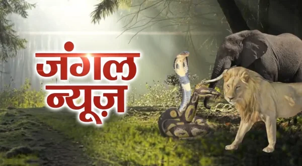 जंगल न्यूज़