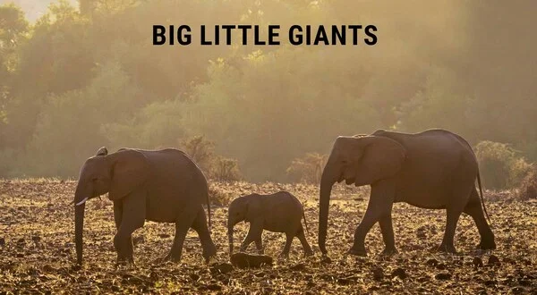 Big Little Giants