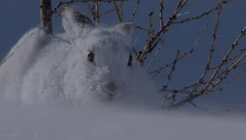 Lungau – Wildnis im Herzen der Hohen Tauern