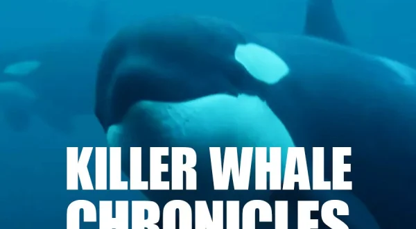 Killer Whale Chronicles