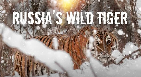 Russia's Wild Tiger