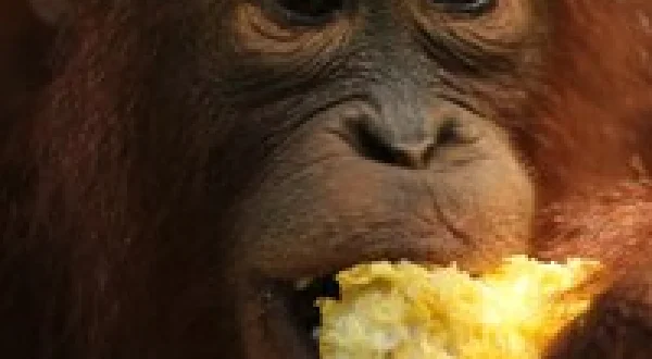 Becoming Orangutan