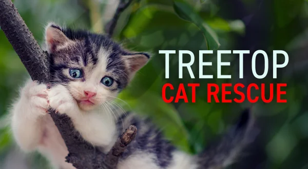 Treetop Cat Rescue