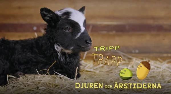 Tripp och Trapp - djuren och årstiderna