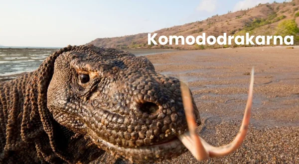 Komodo Dragons