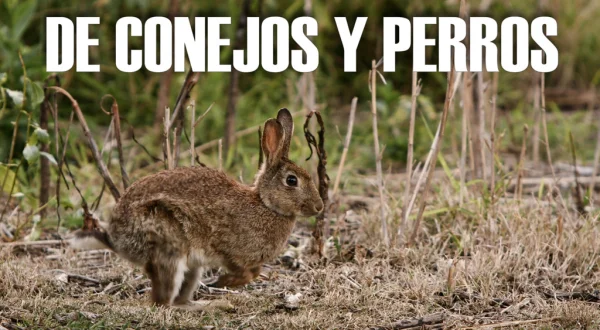 De Conejos Y Perros