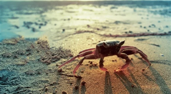 La vida en la playa