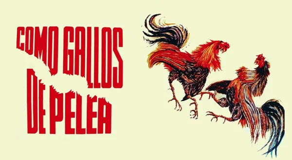 Como gallos de pelea