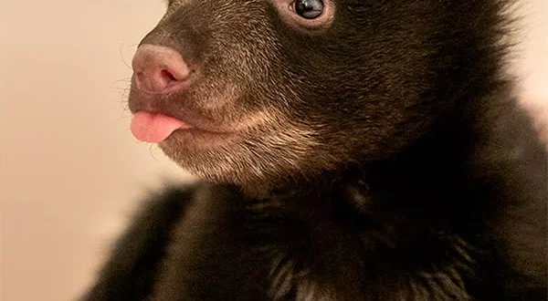 Vita da cuccioli