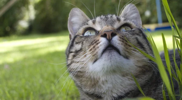 Cats of Claw Hill