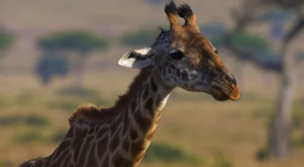 Peur sur la savane