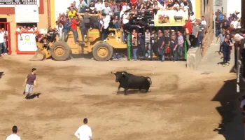 Toros