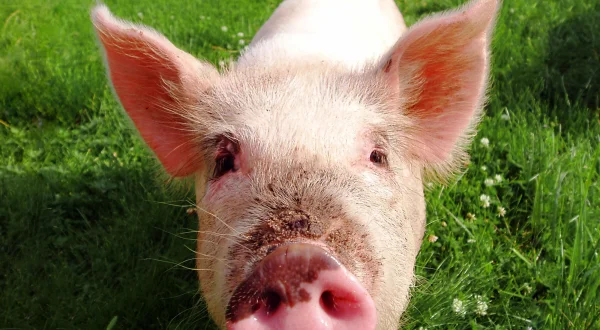 Vom Schwein zum Schnitzel – Hinter den Kulissen der Fleischindustrie