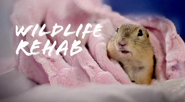 Wildlife Rehab