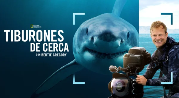 Tiburones de cerca con Bertie Gregory