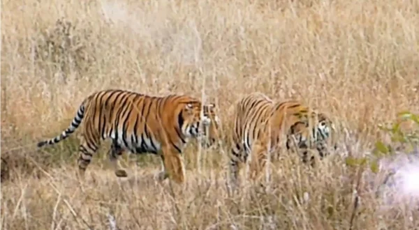 Killer Safari: Big Cat Battle Compilation