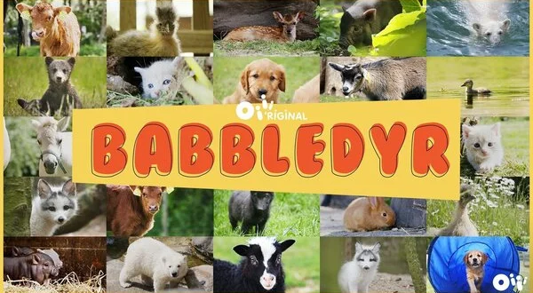 Babbledyr