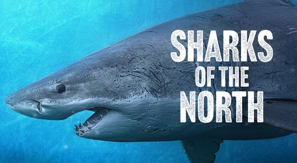 Sharks of the North