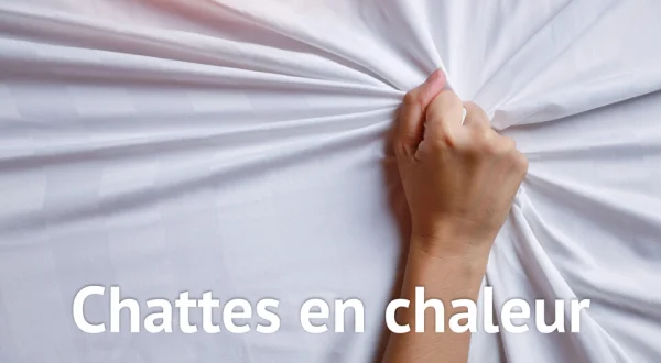 Chattes en chaleur