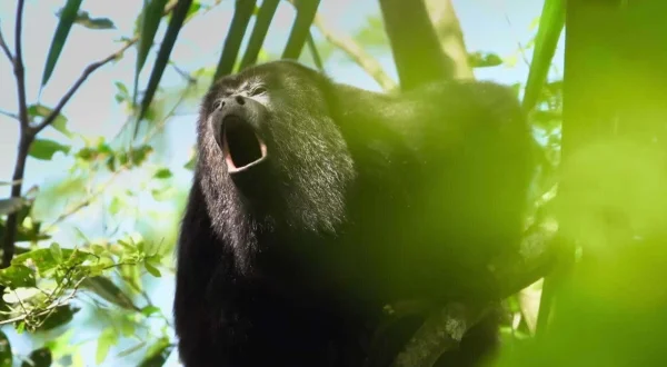 Wilde Karibik mit Liz Bonnin
