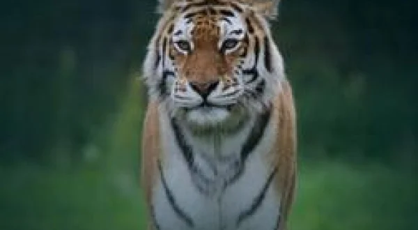 Animal Park